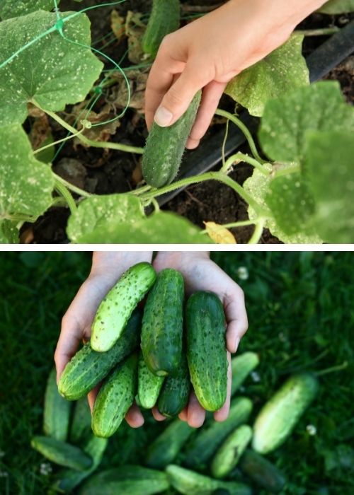 Ready For Gardening Season Cucumber