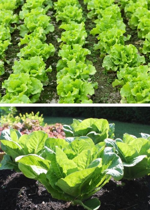 Ready For Gardening Season Lettuce