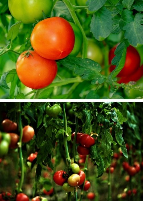 Vegetable Garden Tomato