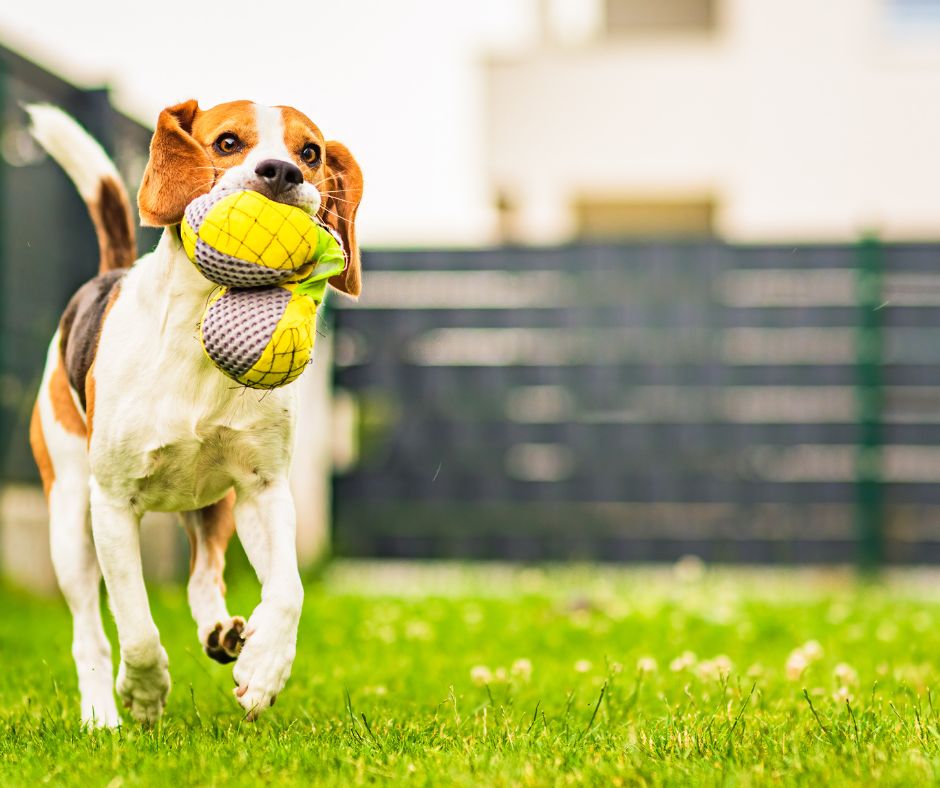 Pet friendly home Outdoor Fence