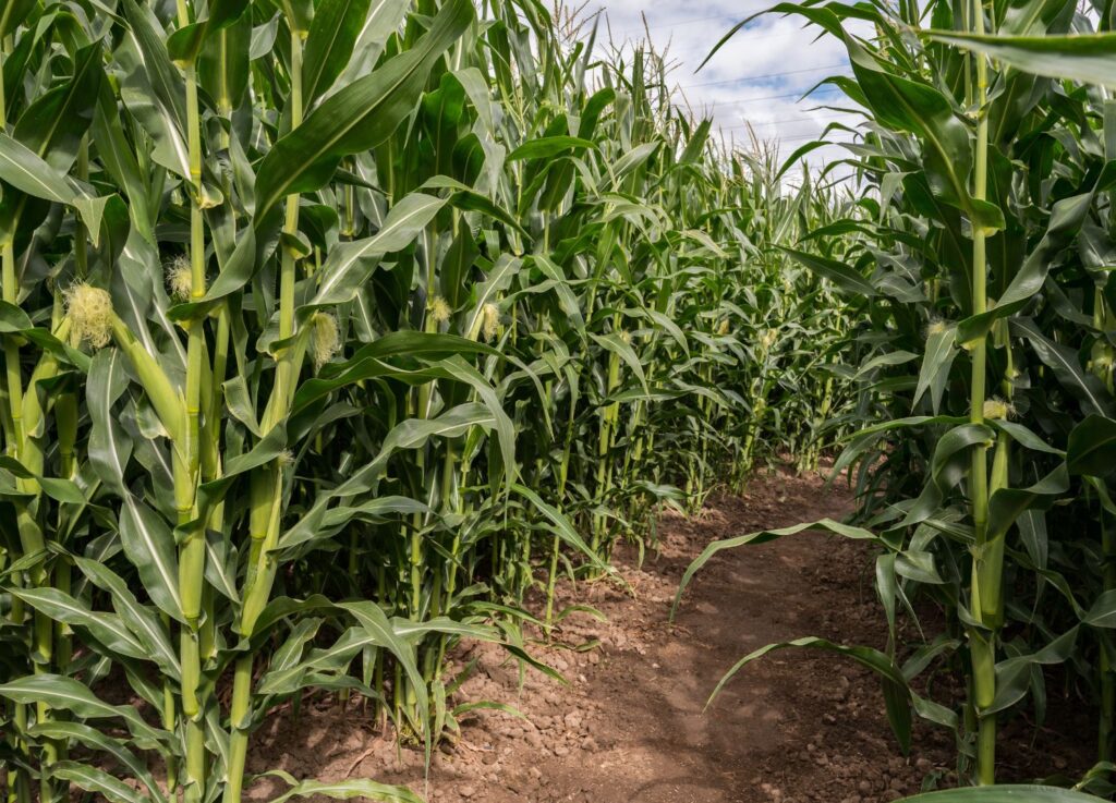 Elmvale Corn Maze