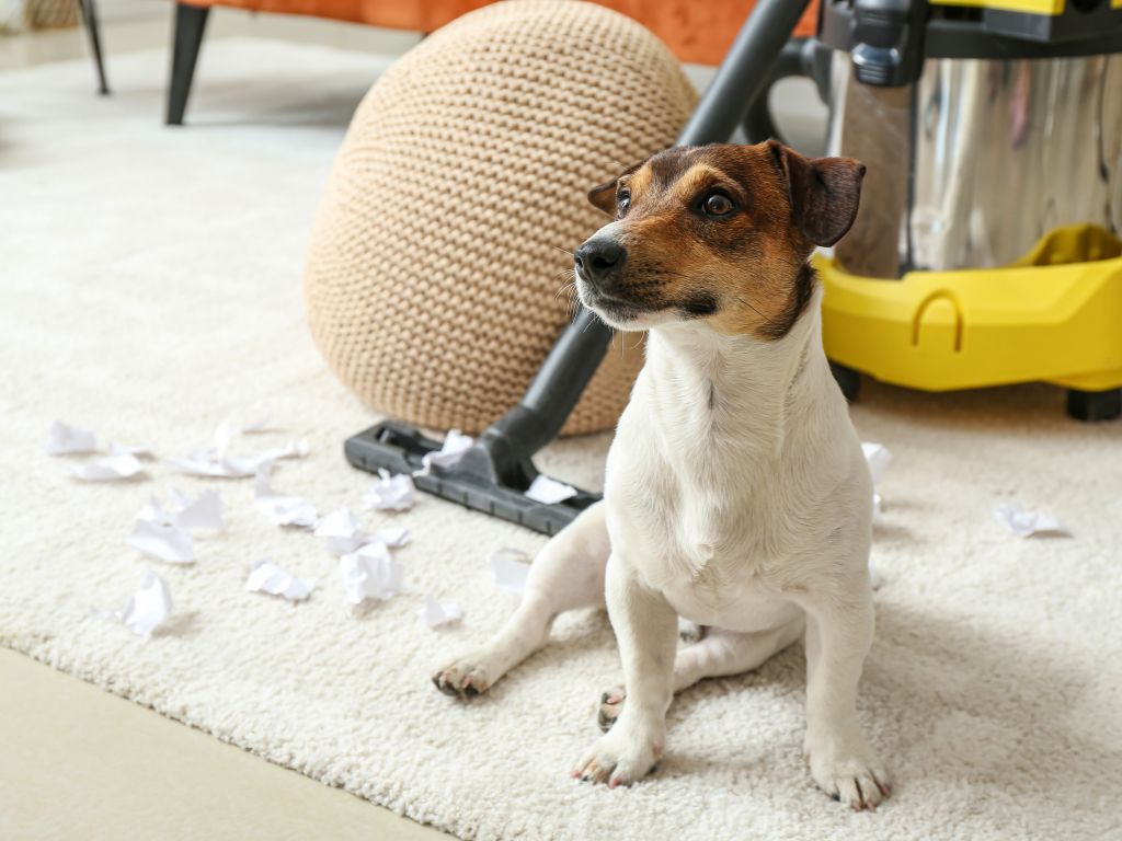 Deep Clean Carpets